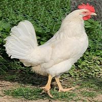 poulet azur