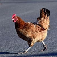 poule bovan