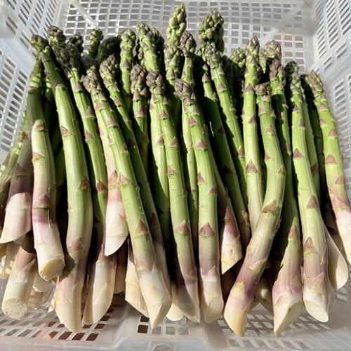 asperge