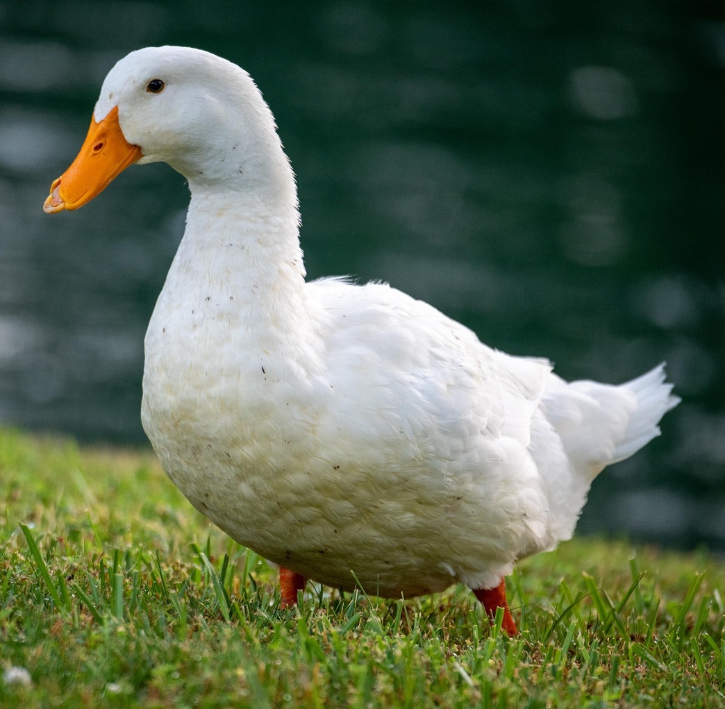 canard de pékin